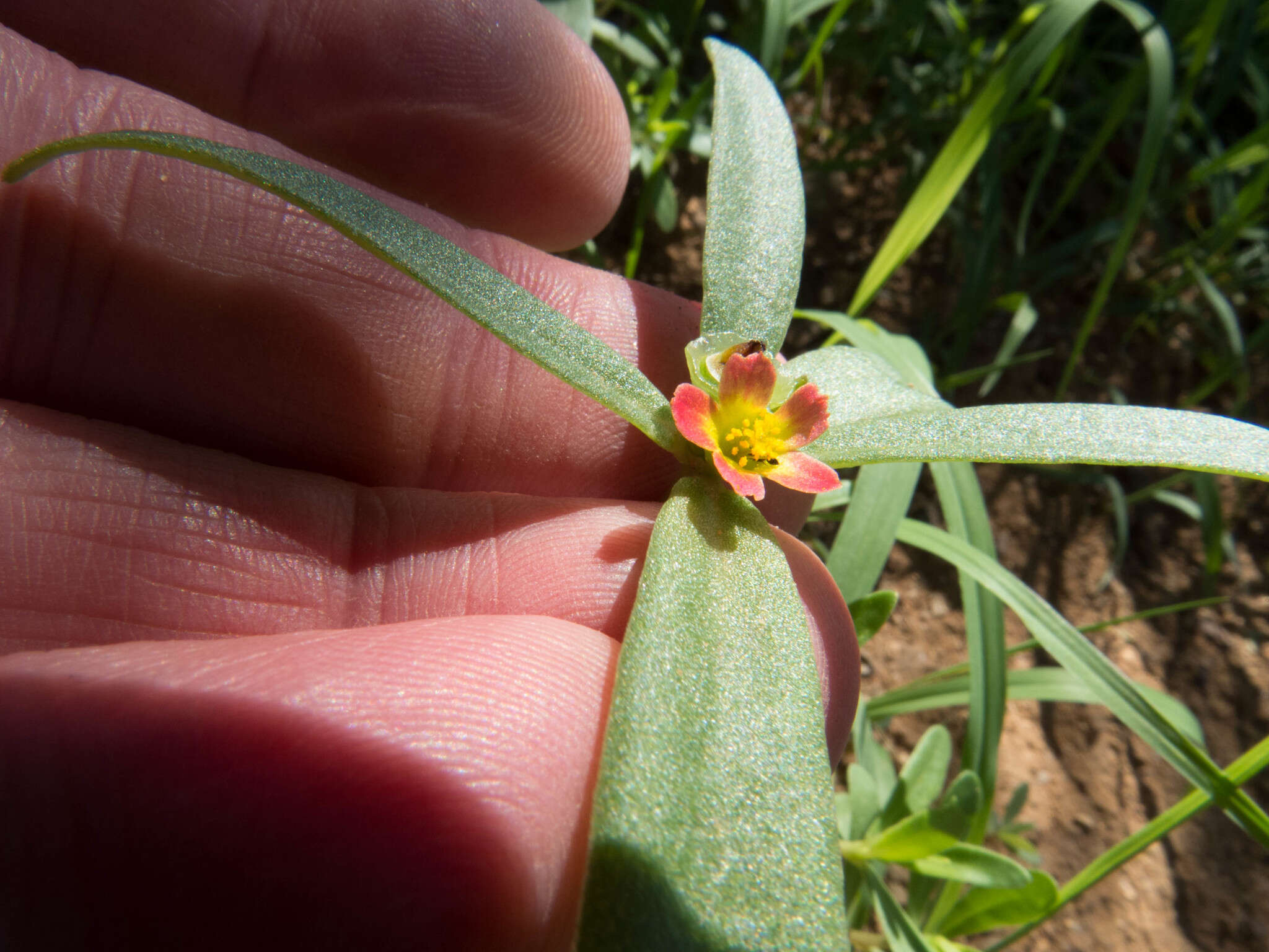 Portulaca umbraticola Kunth resmi