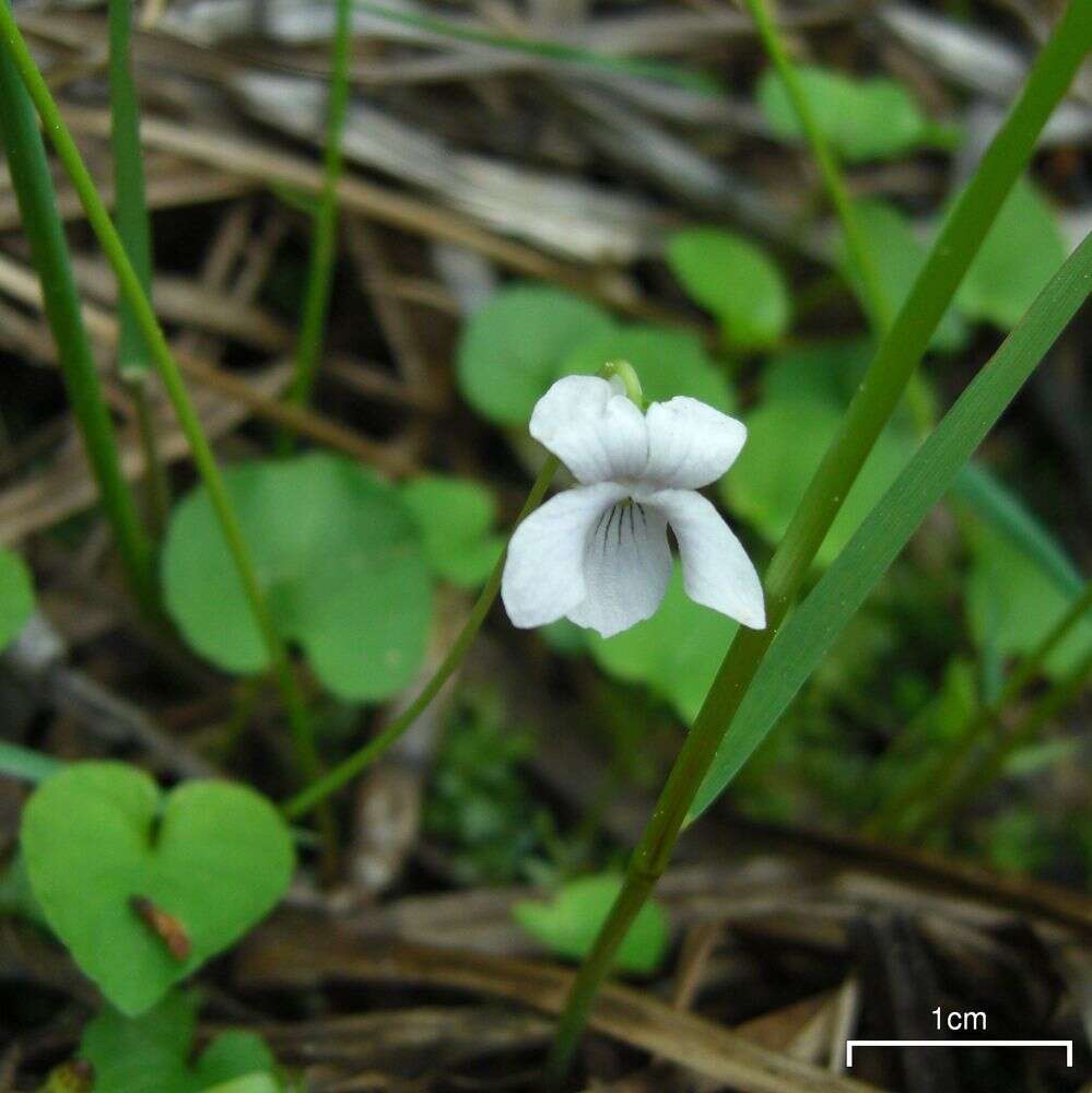 Image of marsh violet