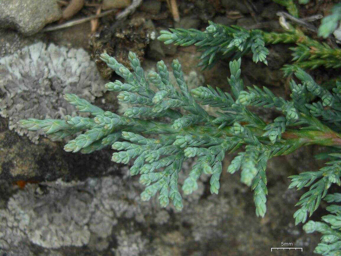 Imagem de Juniperus horizontalis Moench