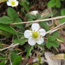 Image of Fragaria nipponica Makino