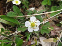 Image of Fragaria nipponica Makino