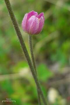 Image de Anemone multifida Poir.