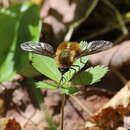 صورة Bombylius mexicanus Wiedemann 1821