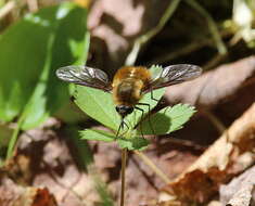 Image of Bombylius mexicanus Wiedemann 1821