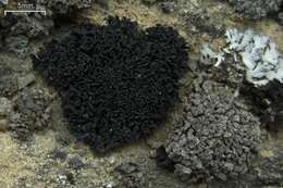 Image of Jelly lichens