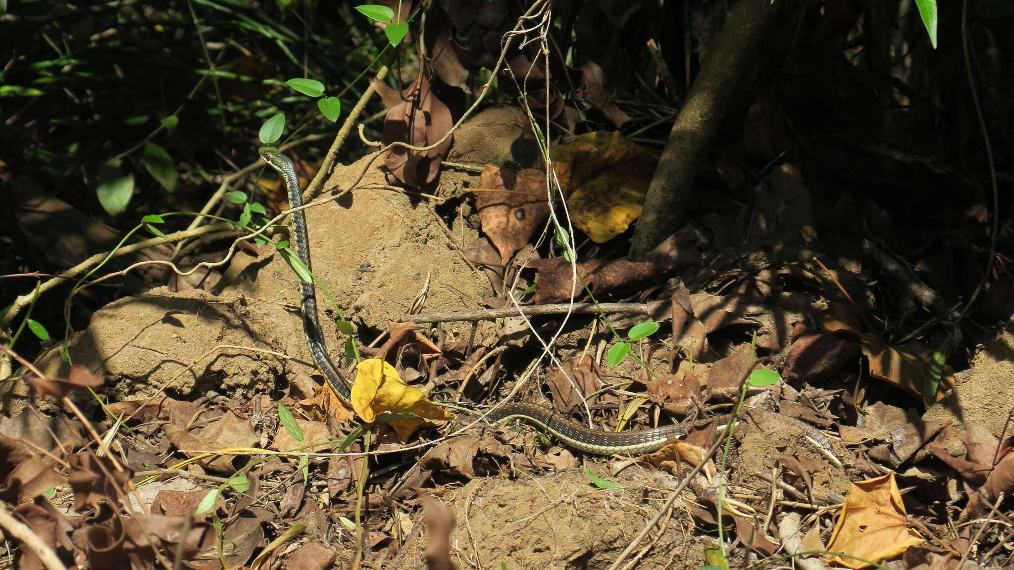 Sivun Dendrelaphis tristis (Daudin 1803) kuva