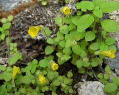 Plancia ëd Mimulus