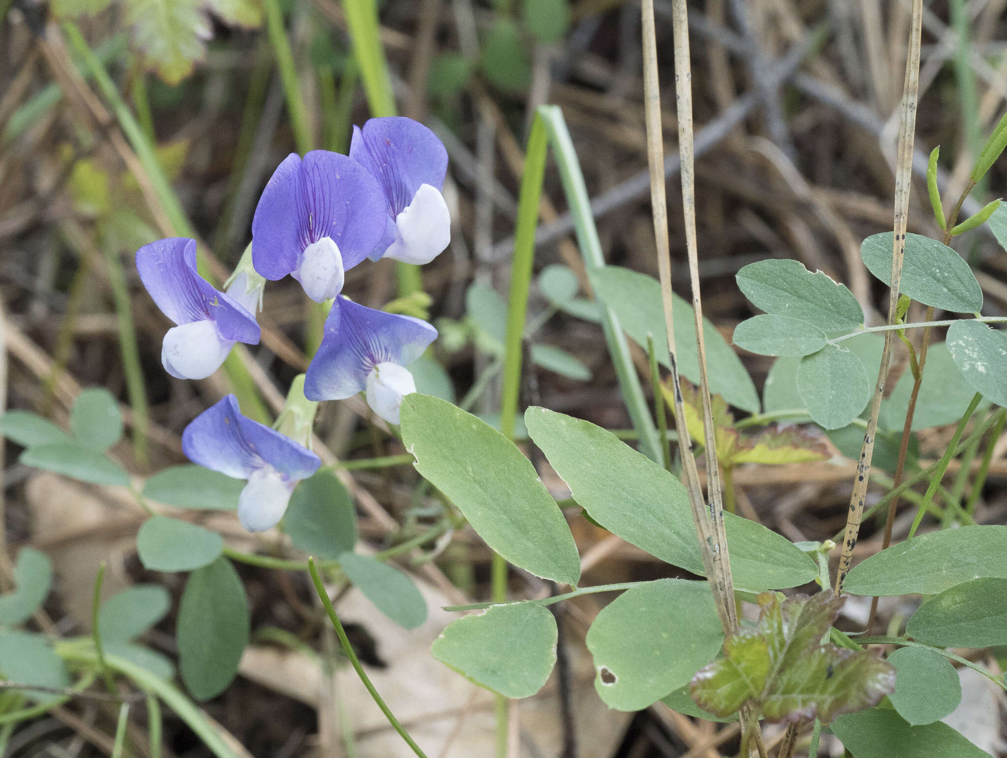 Sivun Lathyrus nevadensis subsp. nevadensis kuva