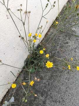 Image of smooth hawksbeard