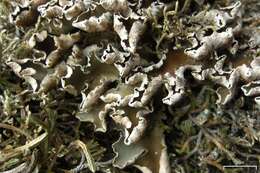 Image of felt lichen