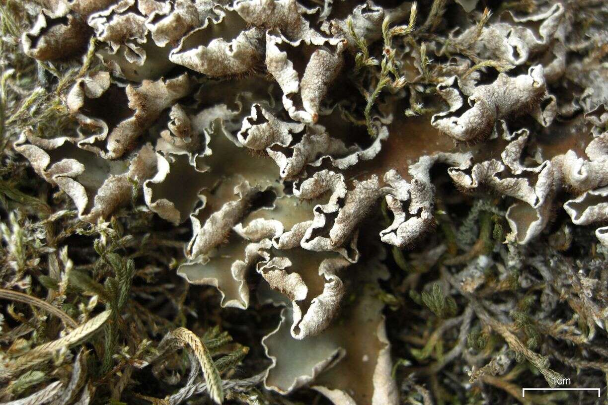 Image of felt lichen