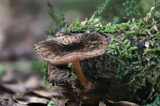 Image of Pluteus perroseus E. Horak 1983