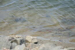 Image of Guitarfish