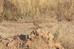 Imagem de Chersomanes albofasciata albofasciata (Lafresnaye 1836)