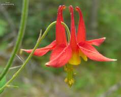 Image of western columbine