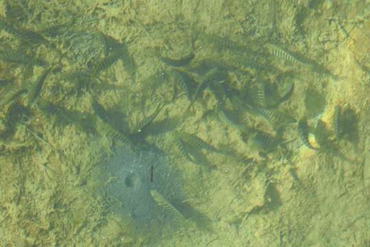 Image of Stripey bream