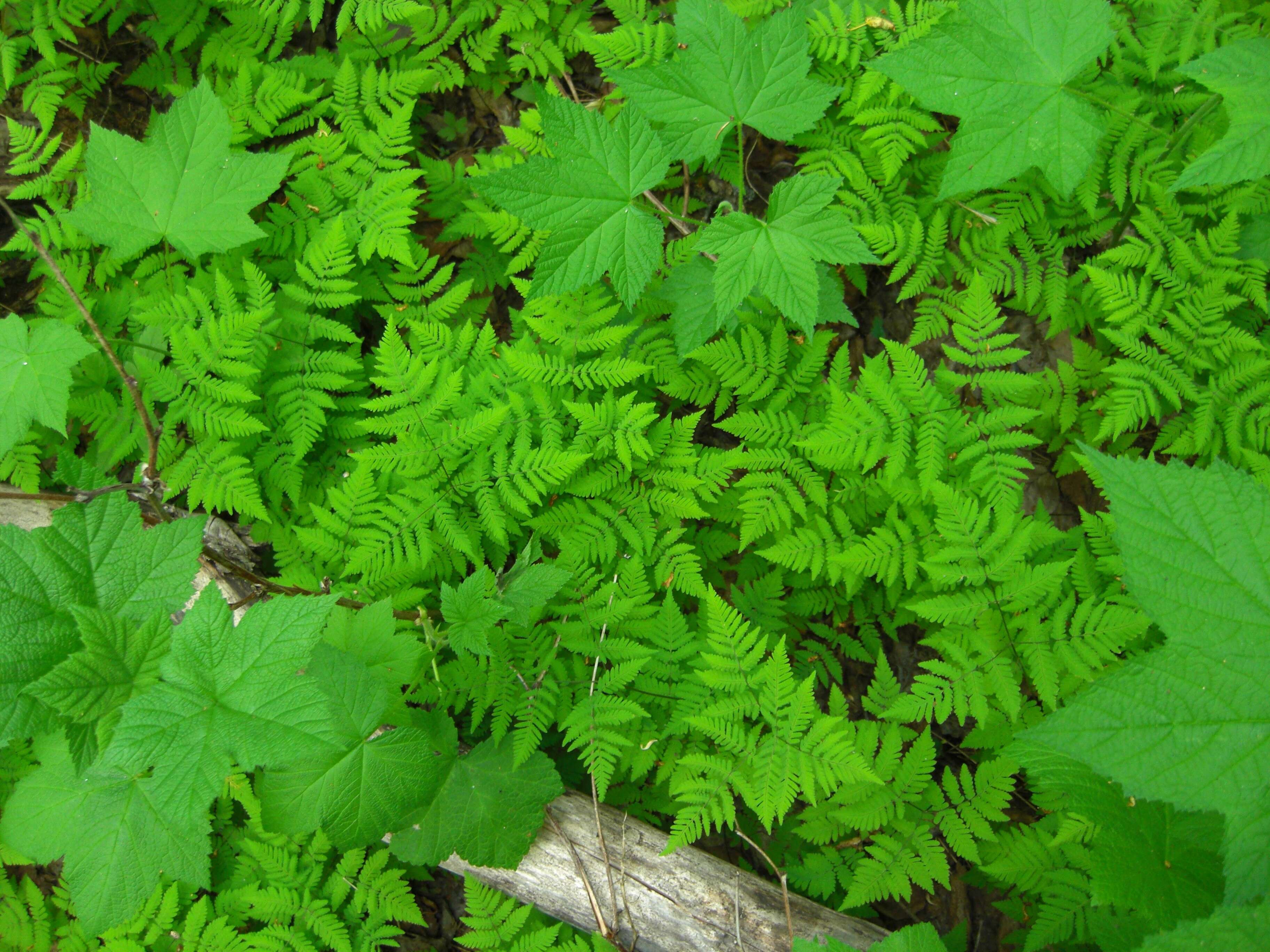 Слика од Gymnocarpium dryopteris (L.) Newm.