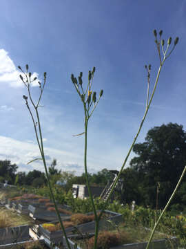 Image of nipplewort