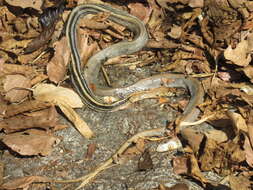 Image of Copper-headed Trinket Snake