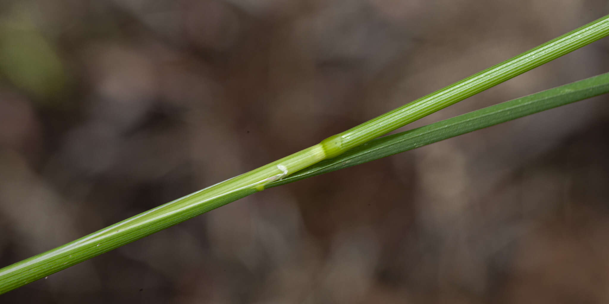 Imagem de Glyceria australis C. E. Hubb.