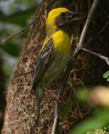 Image of Baya Weaver