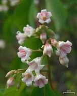 Image of flytrap dogbane