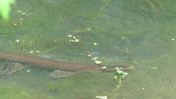 Image of Shortnose Gar