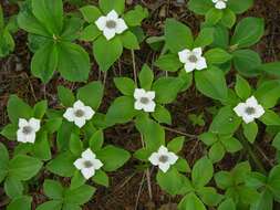 Image of bunchberry dogwood