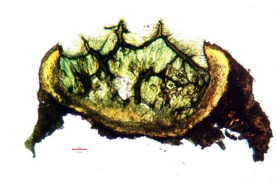 Image of Herre's dimple lichen