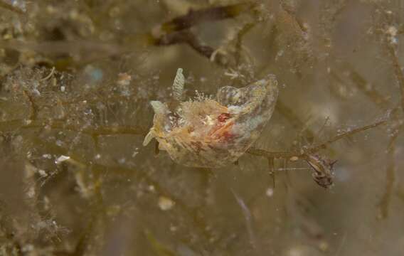 Image of Goniodoris meracula Burn 1958