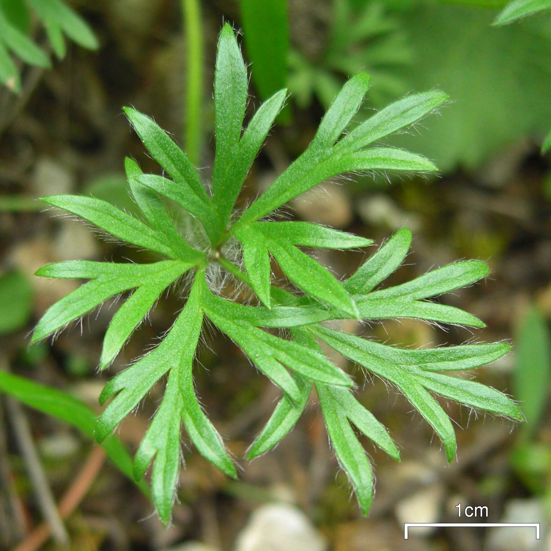 Image of Pacific anemone