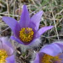 Image of Greater Pasque Flower