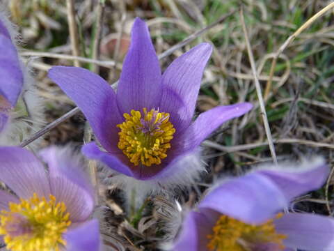 Image of Greater Pasque Flower