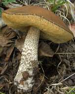 Image of Leccinum scabrum (Bull.) Gray 1821