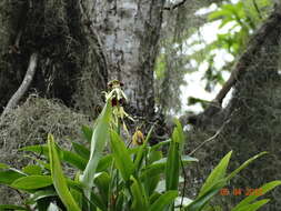 Слика од Prosthechea cochleata (L.) W. E. Higgins