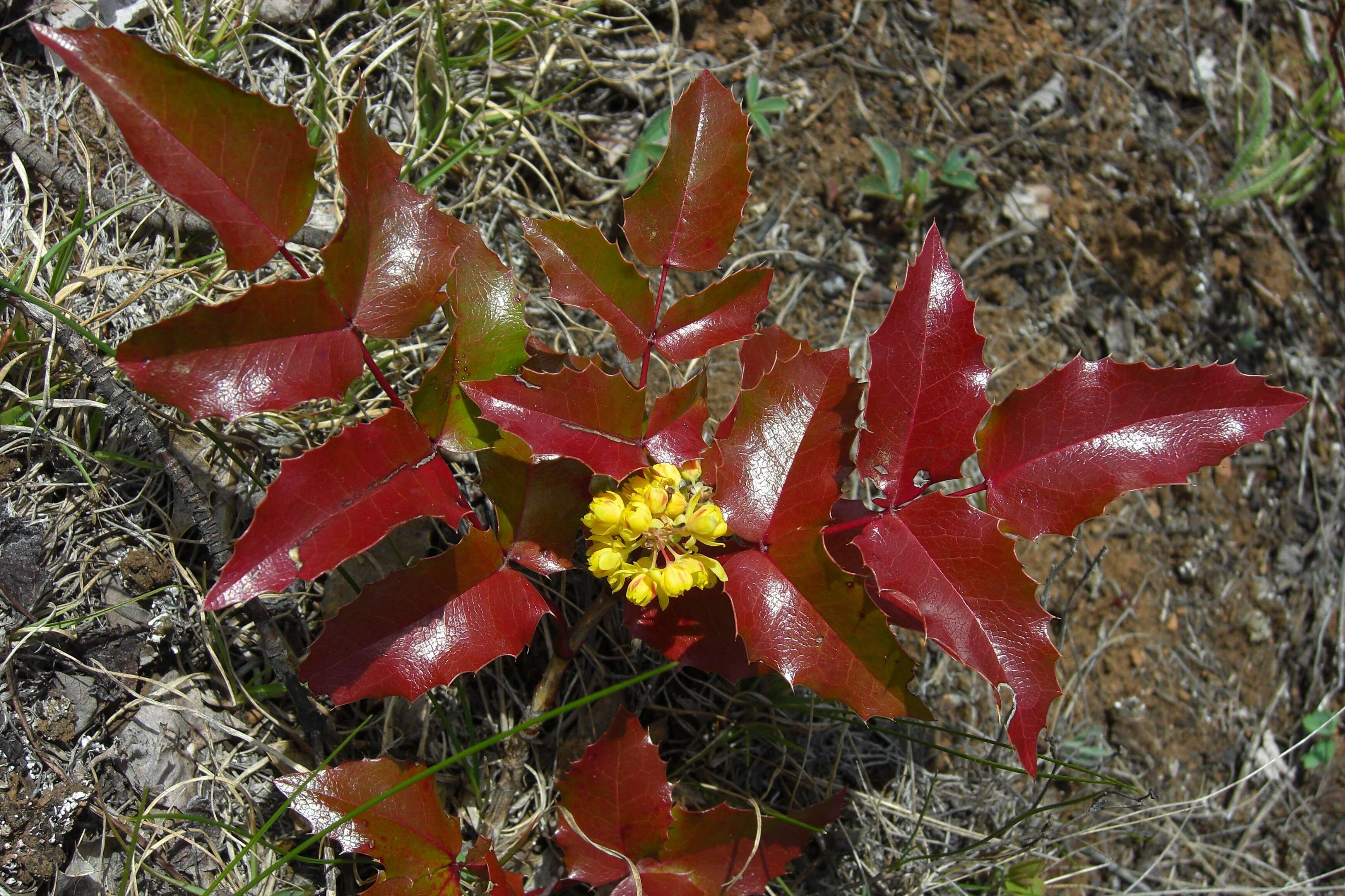 Image of Hollyleaved barberry