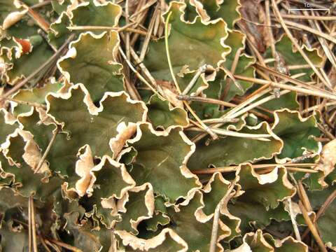 Image of felt lichen