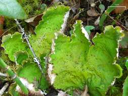 Image of felt lichen