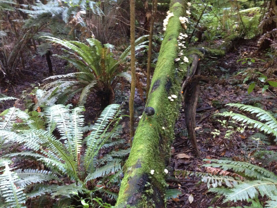 Image of North Island Robin