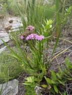 Image of <i>Corymbium <i>glabrum</i></i> var. glabrum