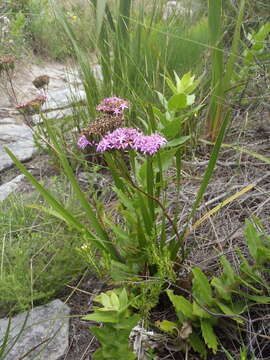 Image of <i>Corymbium <i>glabrum</i></i> var. glabrum