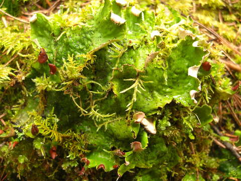 Image of felt lichen