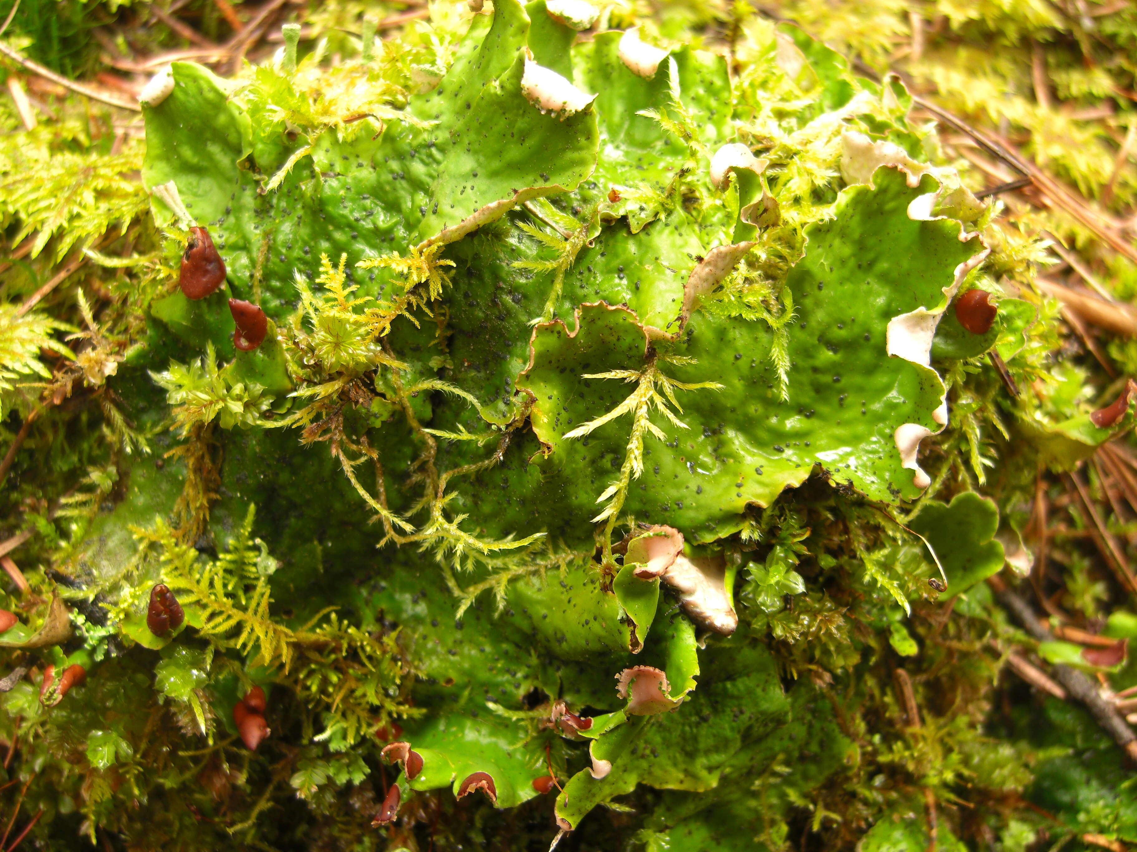 Image of felt lichen