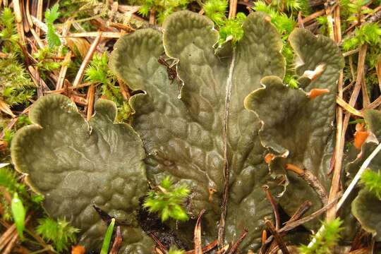 Image of membraneous felt lichen