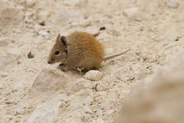 Image of Golden Spiny Mouse