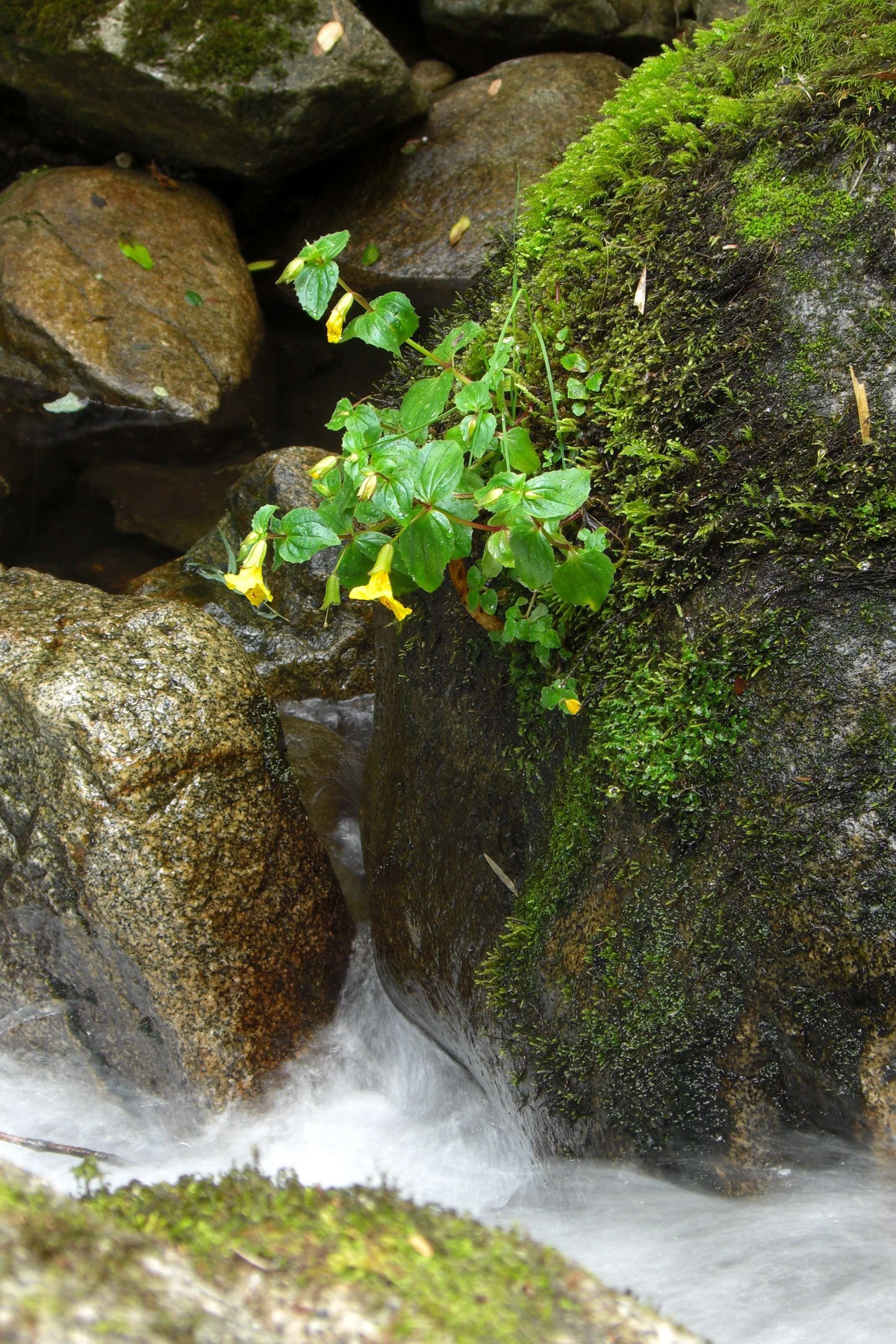 Image of Erythranthe guttata (DC.) G. L. Nesom