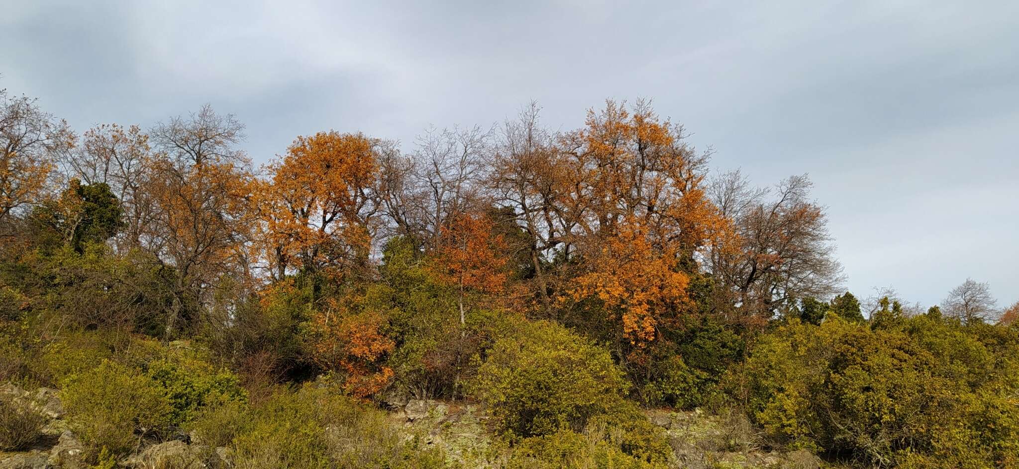 Imagem de Nothofagus macrocarpa (A. DC.) F. M. Vázquez & R. A. Rodr.