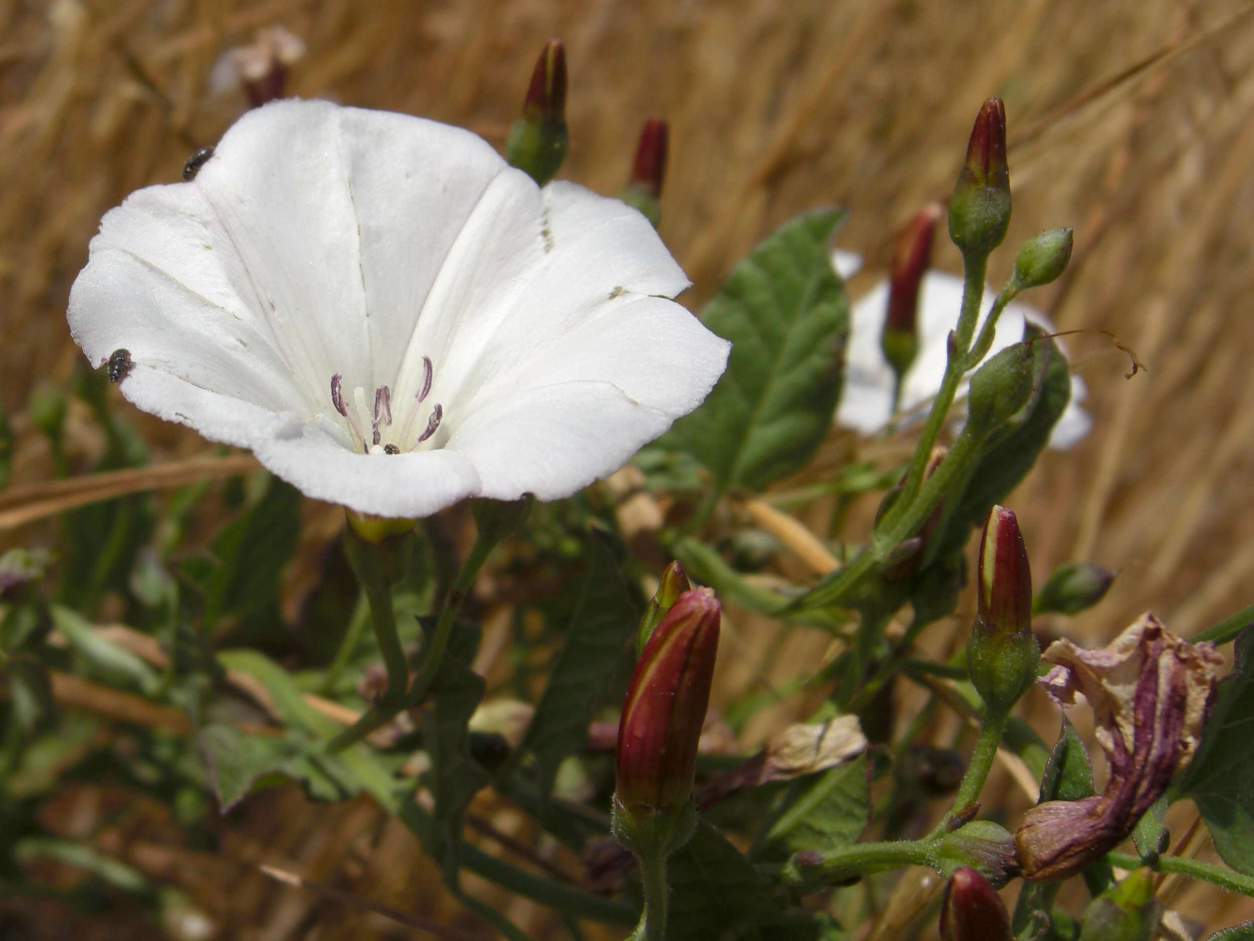 Image of Field Bindweed