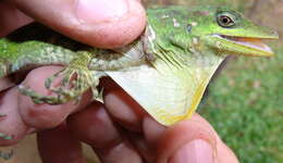 Image of Anolis kunayalae Hulebak, Poe, Ibáñez & Williams 2007