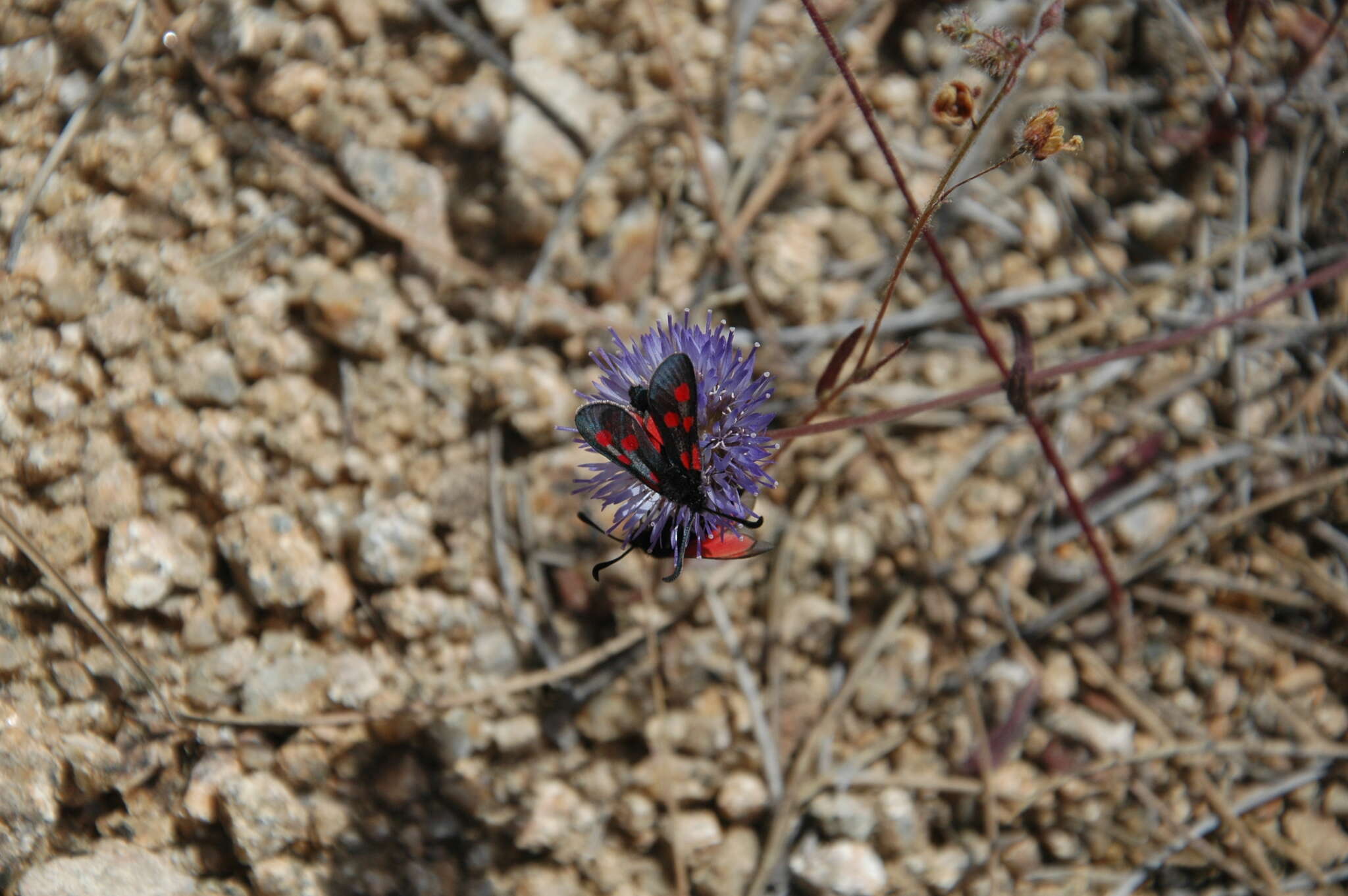 Image de Zygaena corsica Boisduval 1828